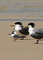 Several S. a. sinensis in non-breeding plumage behind a pair of greater crested terns (note size difference)