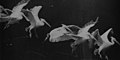 Image 42Flying pelican captured by Marey around 1882. He created a method of recording several phases of movement superimposed into one photograph (from History of film technology)