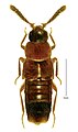 June 11: The Dorsal habitus of Oxypoda stanleyi, a rove beetle from Stanley Park. Scale bar: 1 mm.