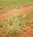 Image 33Native millet, Panicum decompositum, was planted and harvested by Indigenous Australians in eastern central Australia. (from History of agriculture)