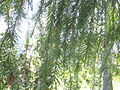Foliage of a young tree, Ridge above Bear Lake, Ca.