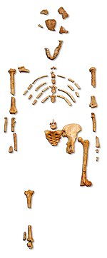 Reconstruction of the fossil skeleton of "Lucy" the Australopithecus afarensis