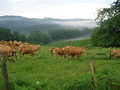 Limousin cows near Saint-Laurent-les-Églises