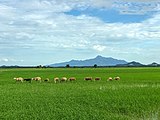 Mount Jerai towers over a paddy field.