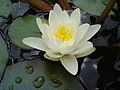 Image 43White water lilies are a typical marsh plant in European areas of deeper water. (from Marsh)