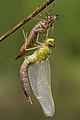 Image 21Ecdysis: a dragonfly has emerged from its dry exuviae and is expanding its wings. Like other arthropods, its body is divided into segments. (from Animal)