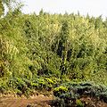Bamboo can grow up to 15 metres (50 ft) tall. Other plants can only grow in the bamboo zone where clearings have been made, such as along the sides of tracks.