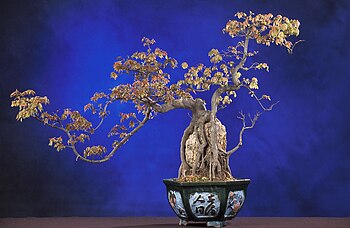 Bonsai trident maple in the root over rock style.