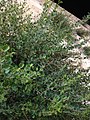 Caper bush growing on the Western Wall, Jerusalem