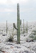 Snow-covered saguaro near Tucson