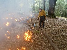 A man lighting various small fires in a forest