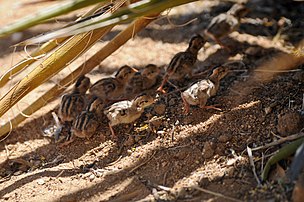 Gambel's quail chicks at Joshua Tree National Park