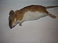 steppe field mouse