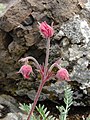 Prairie smoke (Geum triflorum) on Olympic National Forest Mount Townsend Trail