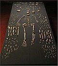 Knochen von Homo naledi (Originale)