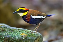 Stout bird with bright yellow stripe on head and blue breast stands on mossy rock