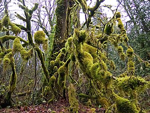 Moss in a deciduous forest. Leaf litter excludes moss from the ground, but it will grow on any surface which escapes a covering of fallen leaves.