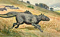 Image 10Restoration of Phenacodus (from Evolution of the horse)