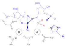 RNase H reaction mechanism