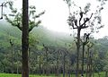 silky oaks planted in a tea plantation