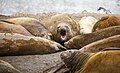 Elephant seals on Liverpool Beach
