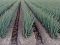 Hilling (Japanese Une 畝 [ja]) for scallions, ploughed by rotary tiller or hoe (2007)