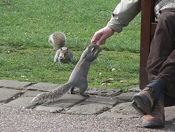A garden visitor hand-feeding a grey squirrel