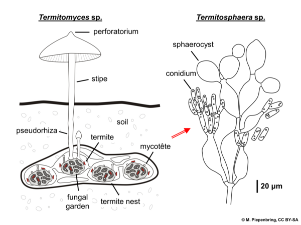 C 2e termite nest, Termitomyces sp., Termitosphaera sp., Agaricales Basidiomycota (diagram by M. Piepenbring)