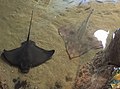 Bat Ray (Myliobatis californica) and a Big skate (Beringraja binoculata) in the Aquarium of the Bay both found in subtidal areas of the bay[47]