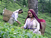 Tea plucking done by tea pickers at Puttabong Tea Estate, Darjeeling