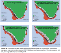 Estimated effects of sea level rise on the species composition and distribution of Florida's mangroves by 2100 under low, moderate, and severe scenarios.[8]