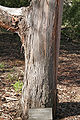 Eucalyptus cinerea x pulverulenta - National Botanical Gardens Canberra