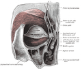 der linke Musculus orbicularis oculi von hinten gesehen