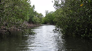 Mangrove in Creek salé