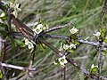 Blüten und Zweige von Discaria toumatou
