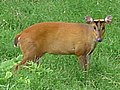 Muntjac deer, also known as barking deer