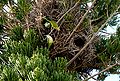 Monk parakeet nest colony