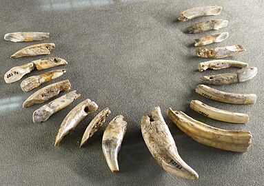 Aurignacian necklace made of bear, horse, elk, and beaver teeth