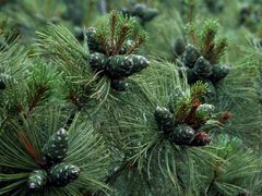 Siberian dwarf pine