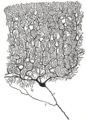 Purkinje cell by Cajal