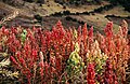 Quinoapflanzen auf 3800 m ü. M. in Apurímac, Peru