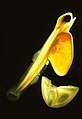 Frisch geschlüpfte Fischlarve eines atlantischen Lachses (Salmo salar)