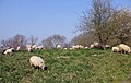 Sheep flock on the mount