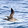 Sooty shearwater, Ardenna griseus (A)