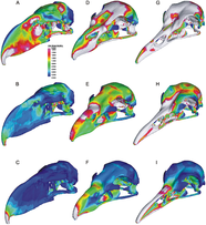 Diagram of stress distribution in bird skulls.
