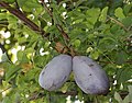 Bluish Fruits of Akebia