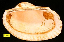 Ark clam fossil