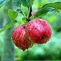 Äpfel in der Region Calvados