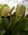 Dionaea muscipula close-up flytrap
