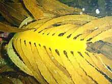 Unterwasserfotografie eines leuchtend gelb erscheinenden Seetangs mit einem glatten, platten Mittelstreifen, aus dessen gezähntem Rand wiederum Wedel mit gezähnten Rändern wachsen